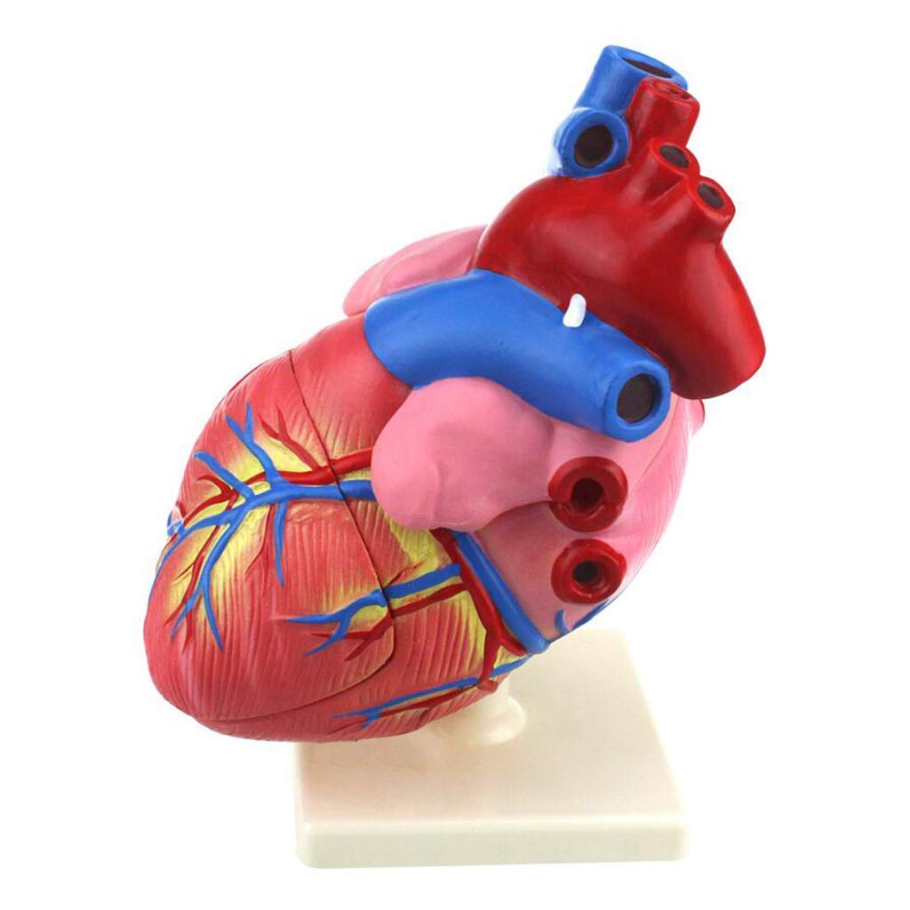 GTHTUHFD Educational Model Human Heart Model 3 Times Enlarged Human Heart Model Human Organ Model Medical Heart Model,Medical Models