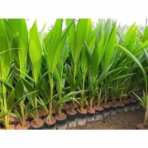 Image of Hybrid Coconut Live Plant with Pot | Tropical Coconut Palm Fruit Tree | Fast Growing Outdoor Plantation Plant for Home Garden Farm Backyard Terrace Landscape Decor | Pack of 1