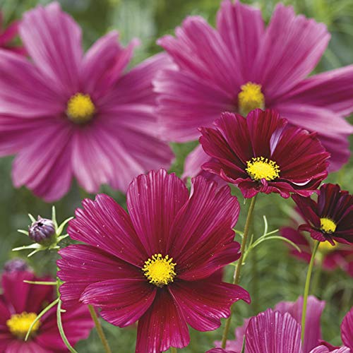M-Tech Gardens Rare Cosmos " Rubenza " Exotic 30 Seeds for Growing