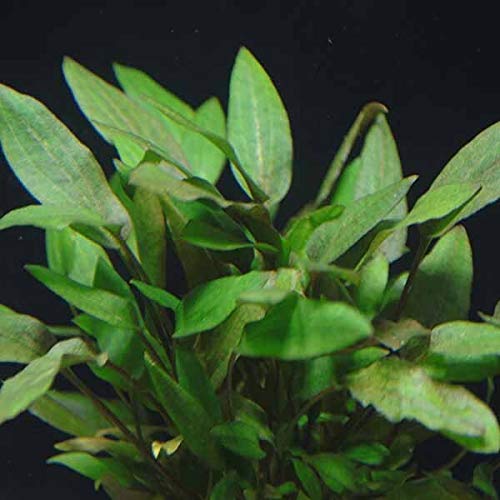 OrinocoPlants Cryptocoryne Wendtii Brown Pack of 3