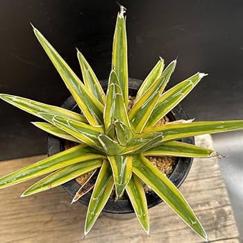 アガベ　オリザバ　黄覆輪斑　9センチ❗ 笹の雪黄覆輪 アガベ | toA Succulent