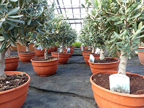 Olivenbaum Bonsai Formgehölz, Olive winterhart, Olea europaea - Image 6