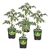 Bonnie Plants Big Boy Tomato (4 Pack) Live Plants