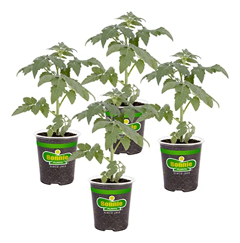 Bonnie Plants Big Boy Tomato Live Vegetable Plants - 4 Pack, 6 - 10 Ft. Plants, 16 - 32 Oz. Tomato...