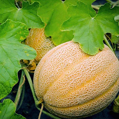 Hales Best Jumbo Melon Cantaloupe Seeds 25 Count COOL BEANS N SPROUTS Brand. Heirloom. Non-GMO. Home Gardening.