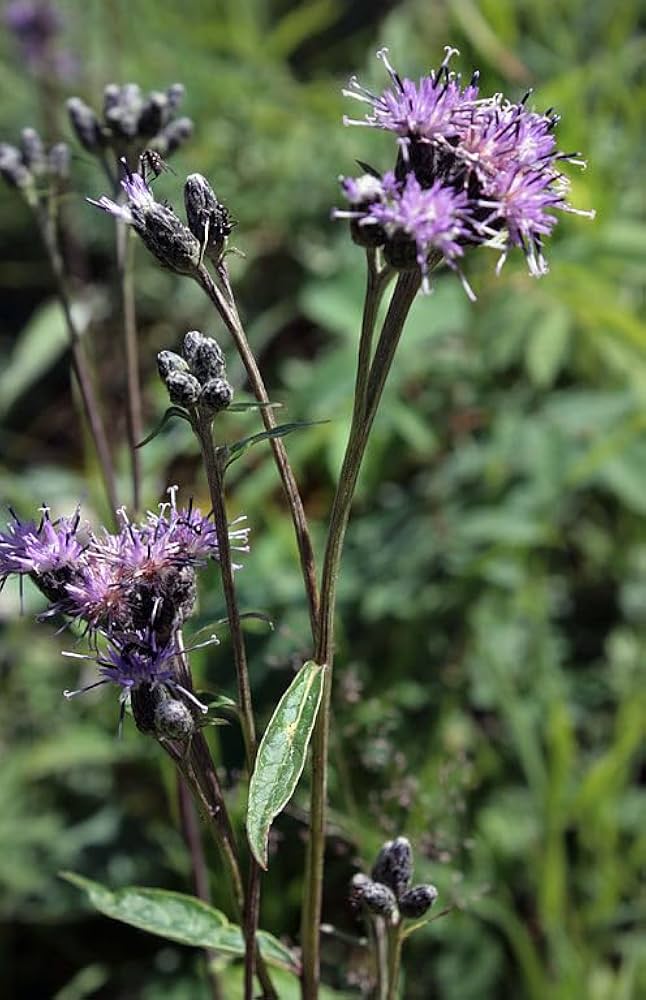 ARSOA　SAUSSUREA 3456px-