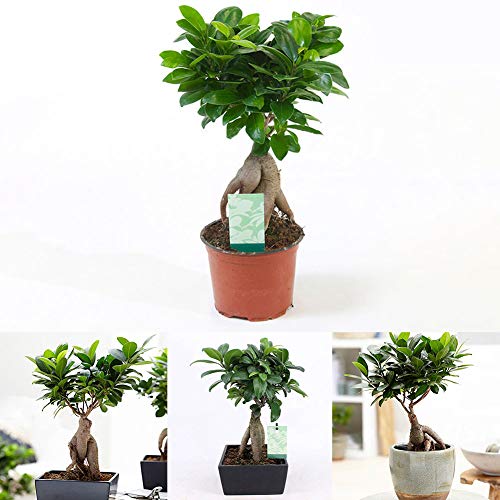 Whiie891203 Garden Seeds,50Pcs Potted Banyan Tree Seeds Bonsai Home Garden Yard Balcony Green Plant Decor - Banyan Seeds
