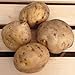 Irish Cobbler Seed Potatoes, 5 lbs. (Certified)