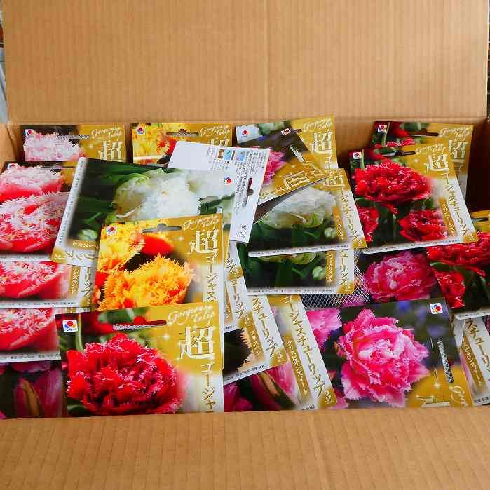 Amazon | チューリップ 球根 スノークリスタル 白花 八重咲き 3球