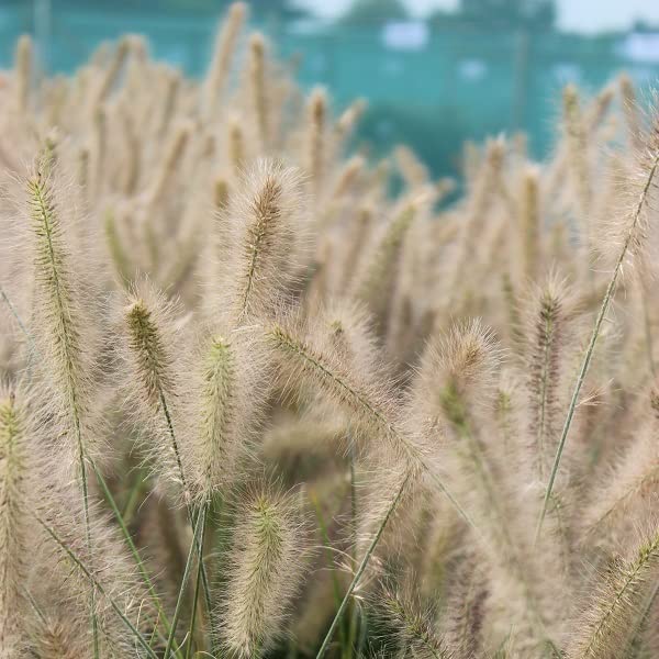6x Pennisetum alopecuroides 'Hameln' – Vaso 9x9 cm – varietà compatta con spighe ornamentali