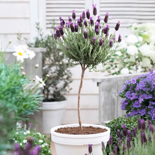 YouGarden Lavender 'Anouk' Mini Standards, 35-45cm Tall, Pair of 12cm Pots, Ready to Plant, Fragrant and Bee-Friendly