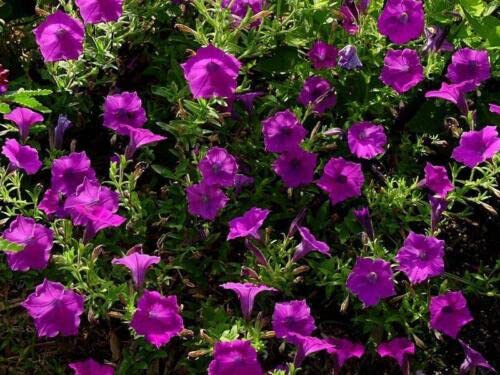 80 Grani Pétunia Violet Parfumé (Petunia Violacea Laura Bush) G888 Grani