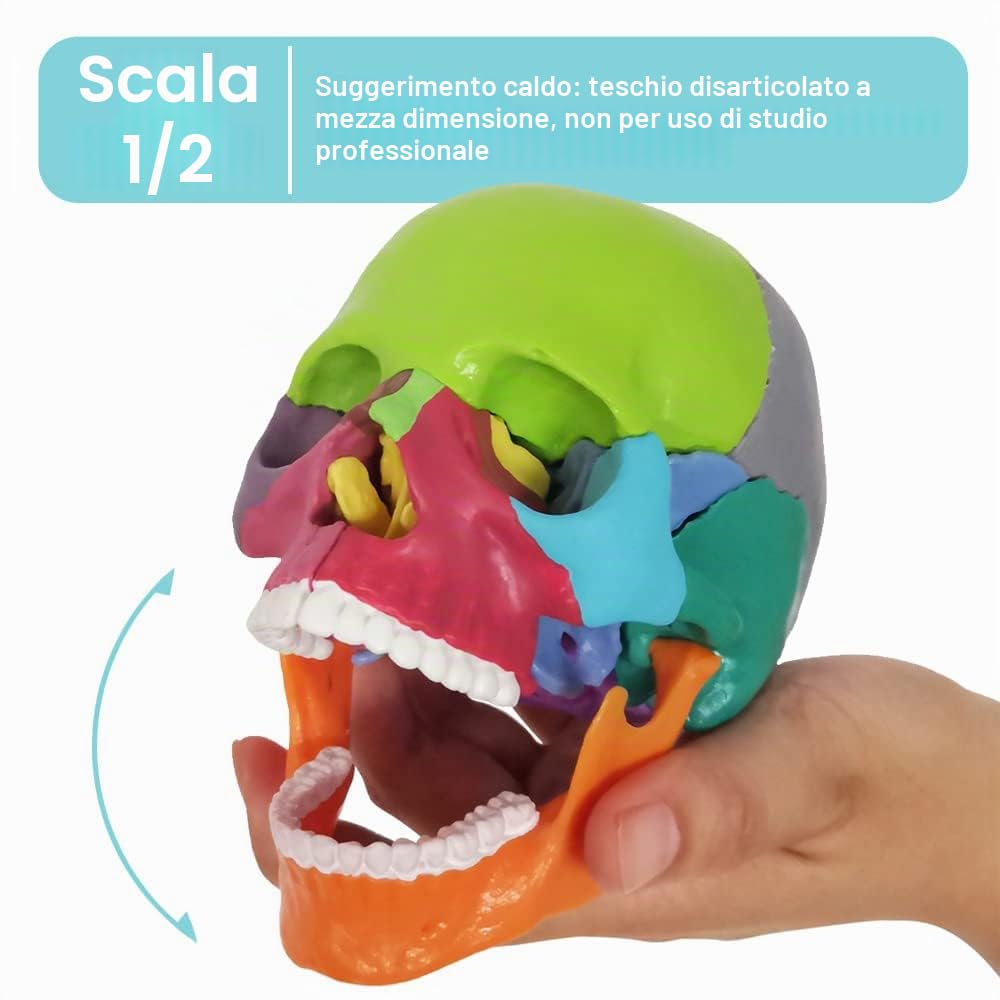 Modello a forma di teschio didattico, 15 pezzi, modello di teschio anatomico, cranio esploso, insegnante medico, studio di formazione, puzzle con teschio