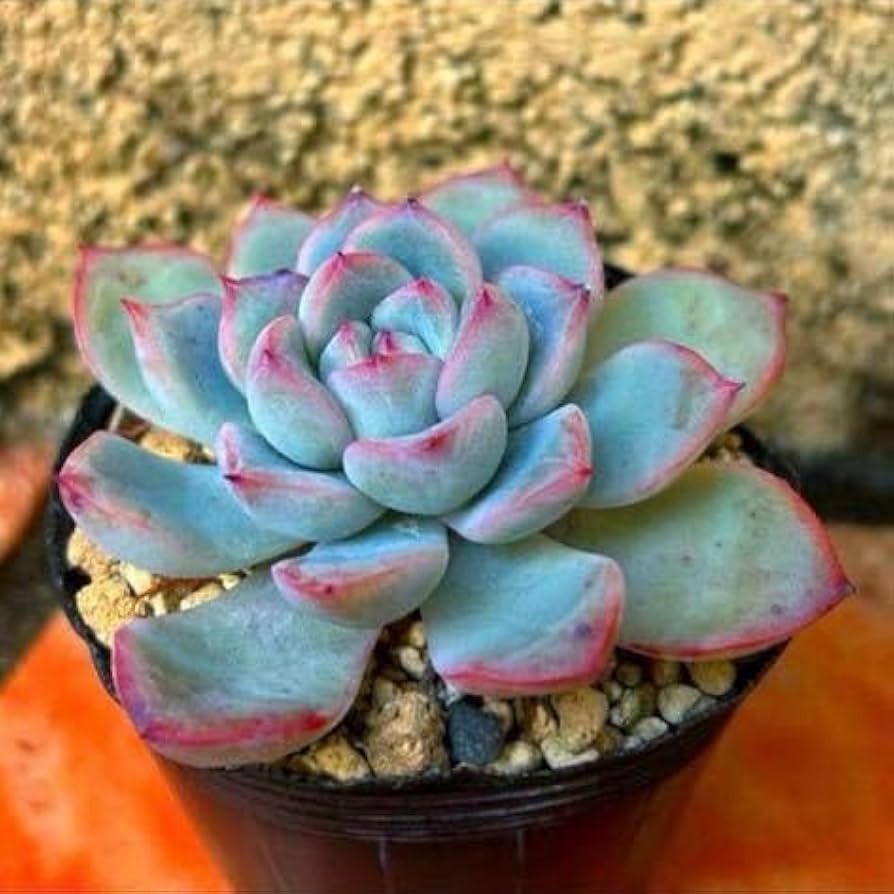 Amazon.co.jp: 多肉植物 ミニュエット : ホーム＆キッチン