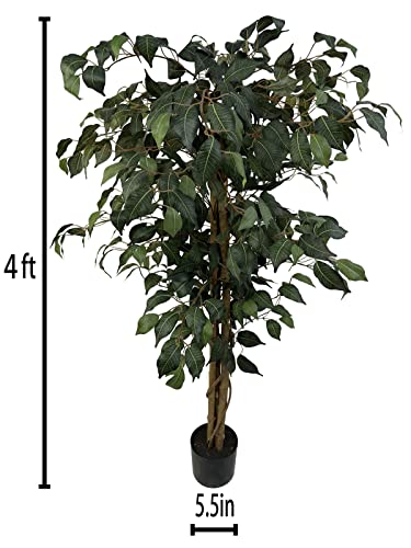 Comparativas de Ficus benjamina disponible en línea. 14 Imagen adicional
