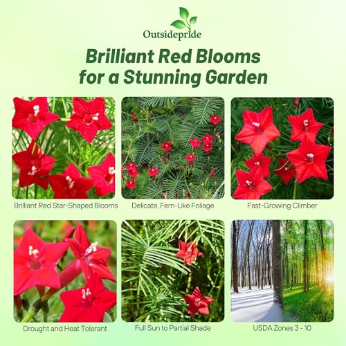 Image of Outsidepride Red Cypress Vine Seeds - 200 Pcs Annual Flower Seeds with Nectar-Rich, Star-Shaped Flowers & Feathery, Fern-Like Leaves for Fences, Trellises, Pergolas & Vertical Gardens (Pack of 3)