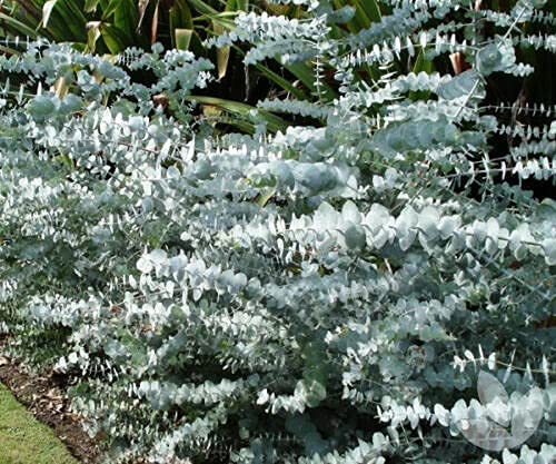 Blue Gum Seed | Eucalyptus Pulverulenta | 15+ Seeds | Weddings | Same Day Dispatch