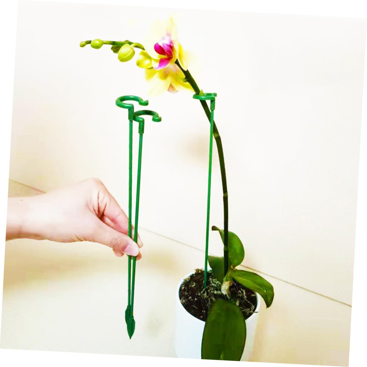 BESPORTBLE 60pièces Tuteurs De Support pour Plantes Succulentes Piquets pour Orchidées Et Fleurs Supports Fixes Résistants Aux Intempéries
