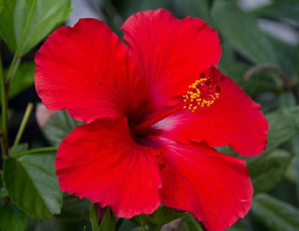 Ohhsome Hibiscus/Gudhal Red Flower Plant Healthy Beautiful Outdoor Plants For Home Garden Hibuscus_Red (Healthy Live Plant) (B09HN54CF5) Amazon Price History, Amazon Price Tracker