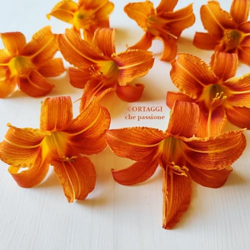 Gigli di San Giuseppe - RICETTE con Hemerocallis fulva