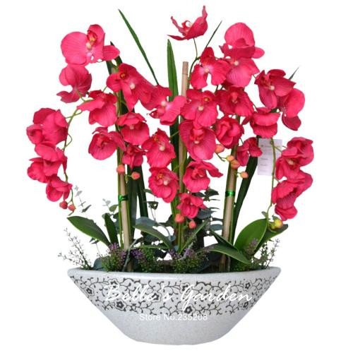 Massimizza La Bellezza Della Tua Orchidea Phalaenopsis Con Questi Passaggi Chiave - Foto 6