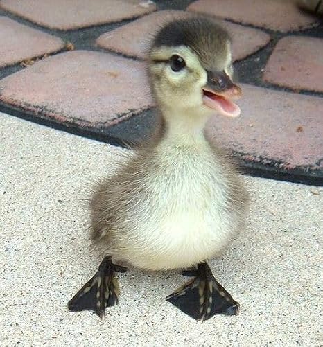 Fertile Duck Hatching Eggs - Barnyard Mix (5+)