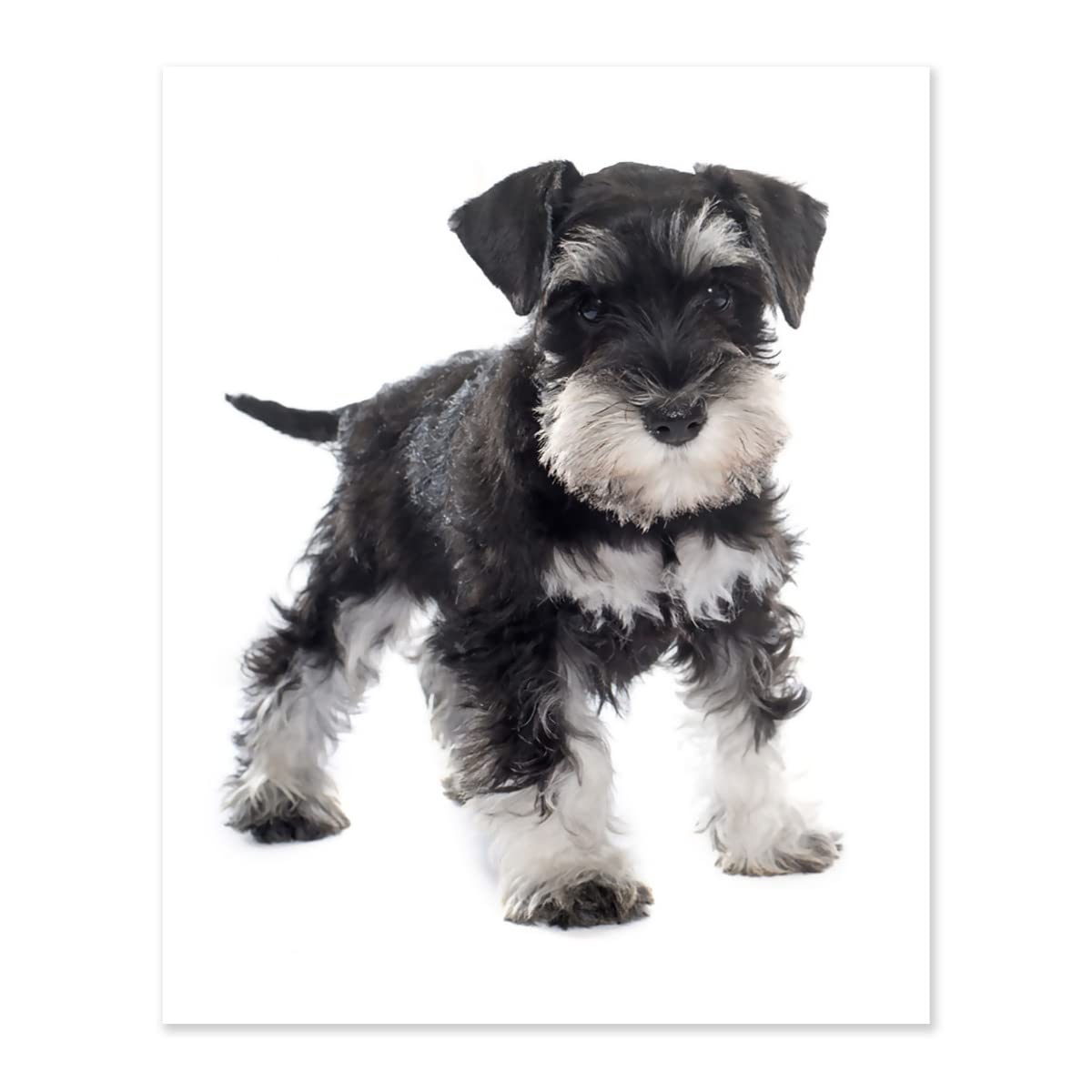 Amazon | デジタル油絵 ミニチュアシュナウザー 犬 数字油絵