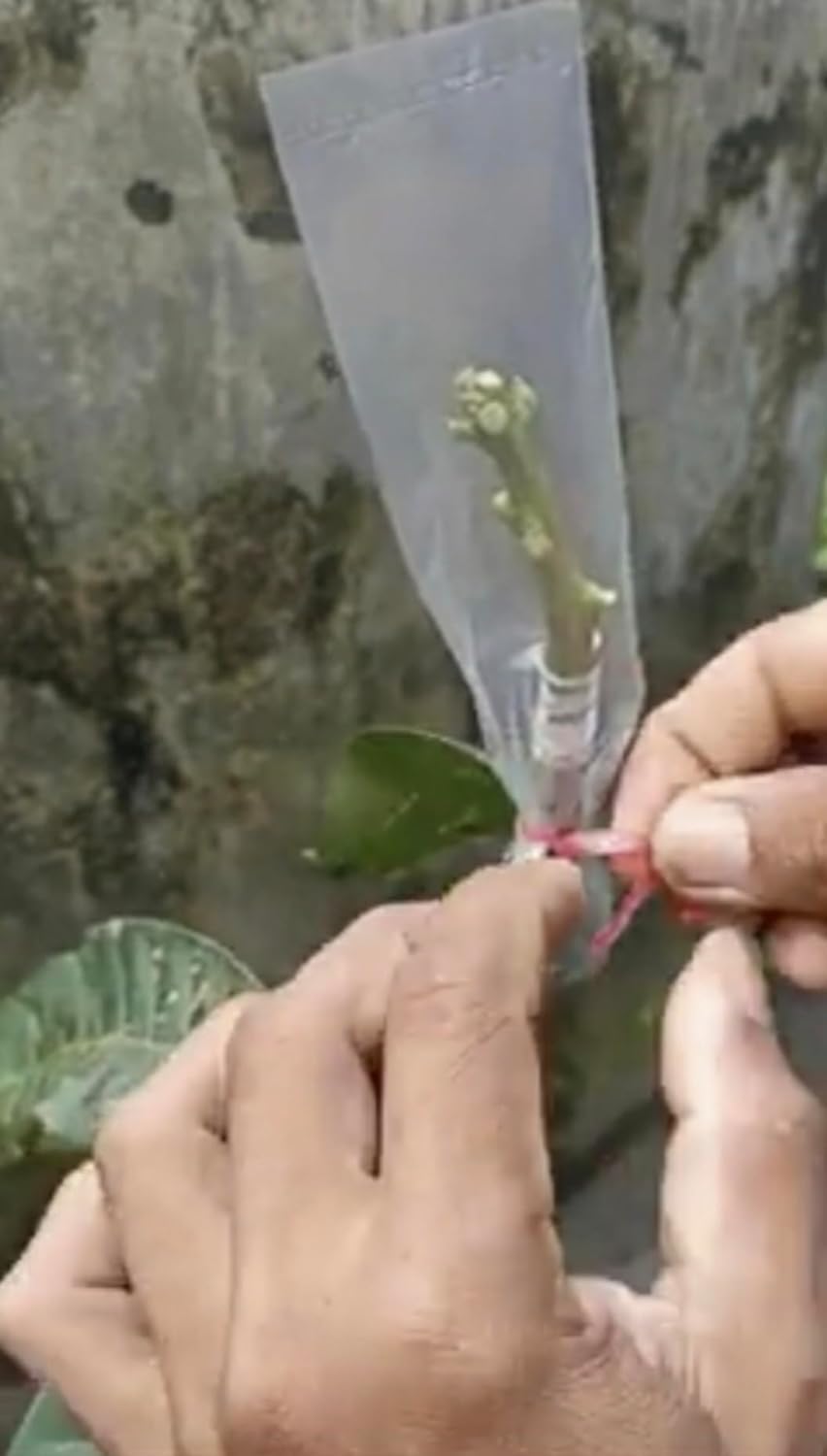 Grafting Cover Size- 2 x 10 inch Nursery, Garden and Outdoor Plants, Pack of 200