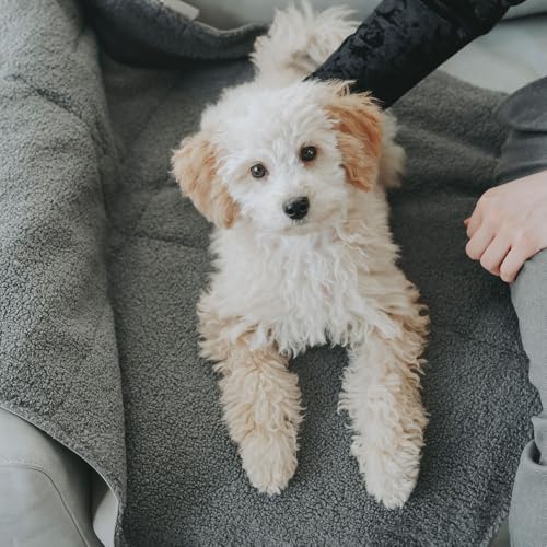 HUNTER Faltbare Hunde-Reisedecke Seoul