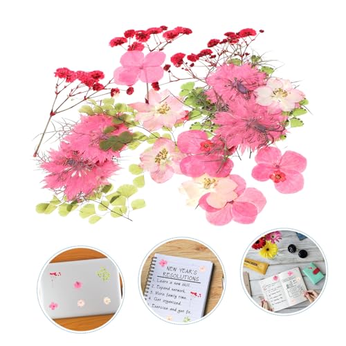 30 pcs Materiales para DIY Flores Presionadas Reales miniatura 5