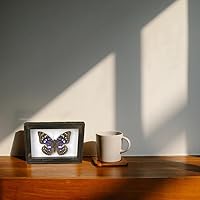 Vista 6 de 2 piezas enmarcadas de mariposa real, espécimenes de mariposa de taxidermia en marco, colección de insectos, decoración de escritorio para el hogar