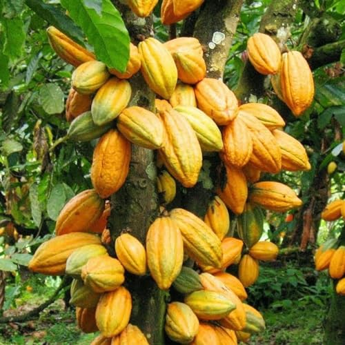 Muda de Cacau Produtiva Theobroma Cacao + Manual de Plantio
