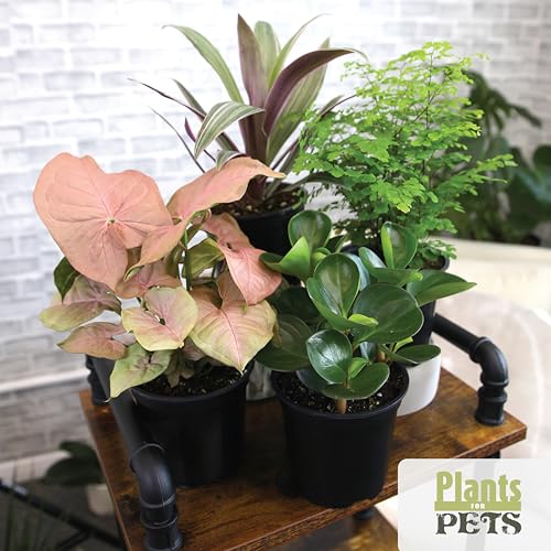 Essential Houseplant Collection (4PK) Live Plants Indoor Plants Live Houseplants in Plant Pots, Easy House Plants Indoors Live, Snake Plant, Pothos in Potting Soil, Clean Air Plants by Plants for Pets - Image 5
