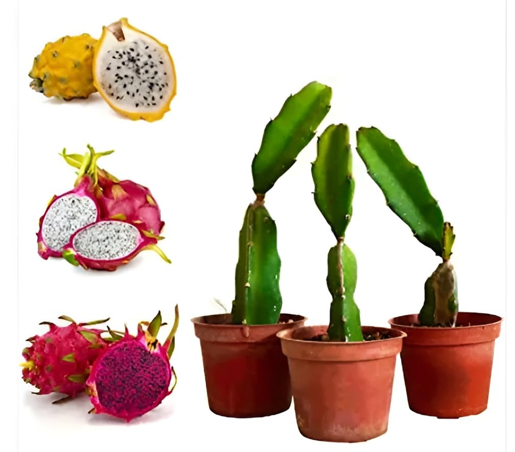 Green view "Healthy Combo Of Dragon Pack of 3 -Color Varieties- Yellow Skin, Pink Skin with White Flesh and Pink Skin with Pink Flesh. Cutting Branches from Fruit Bearing Trees with Roots (B0CGNSMYWF) Amazon Price History, Amazon Price Tracker