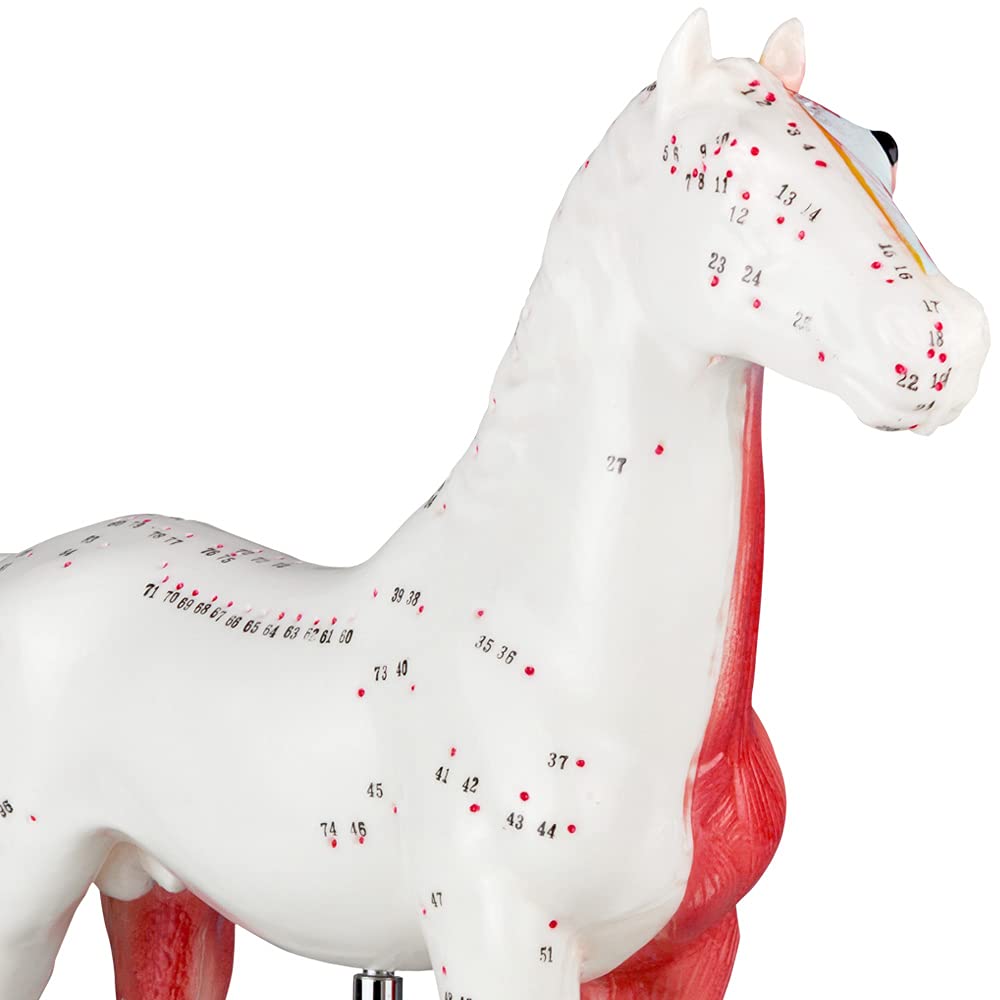 Akupunktur Anatomie Muskel TCM Modell Figur Akupunkturmodell Tier Auswahl Hund Rind Schwein Pferd Katze Muskelmodell, Tiermodell:Pferd