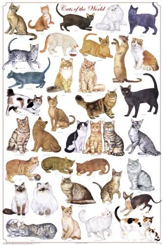 Laminated Cats of the World Poster