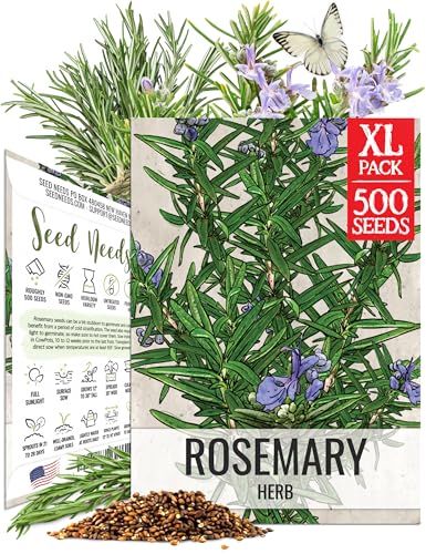 Seed Needs Rosemary Seeds to Plant Non-GMO Heirloom Culinary Herbs XL Pack