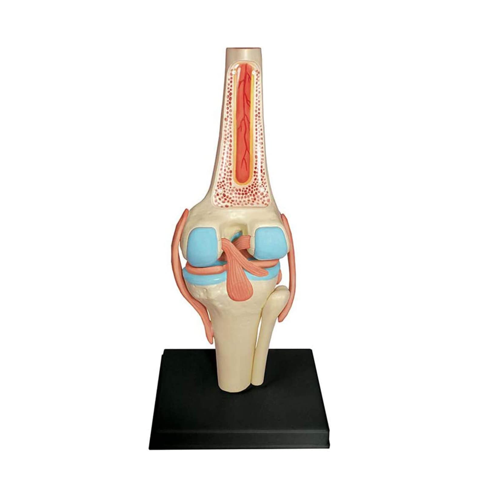 Kniegelenk anatomisches Modell - 19 abnehmbare Teile Medizinisches Lehrmodell - Medizinisches Unterricht anatomisches Kniemodell - für medizinische Bildungsausbildung