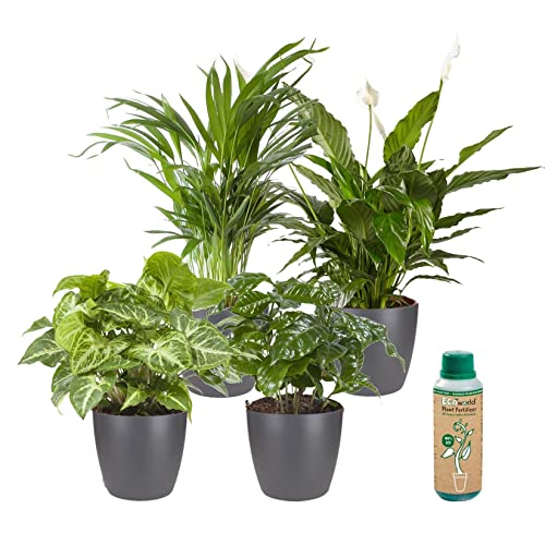 Ecoworld Grüne Zimmerpflanzen Echt - 4er Set Pflegeleicht und Luftreinigende Grünpflanzen - Wenig Licht Benötigt - Aus eigenen Gärtnerei Mit übertopf und Zimmerpflanzen Dünger - Topf Ø12 / Höhe 40 cm
