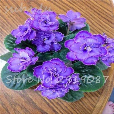 15 : ! 100 Pcs/Lot Bonsai Violet Seeds, African Violet Flower Seeds, Natural Growth DIY for Home Garden Planting