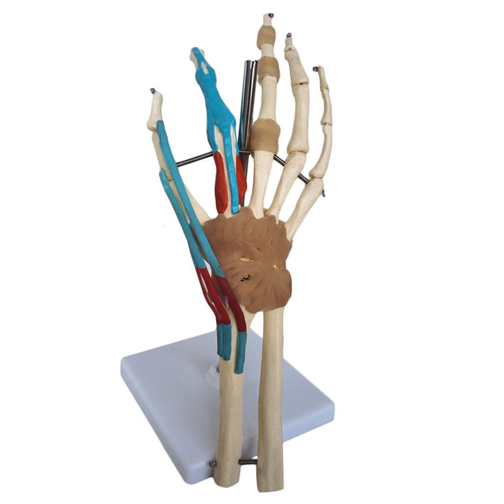 Buy ALBB Anatomical Hand Wrist Joint Model Include Vascular ligament