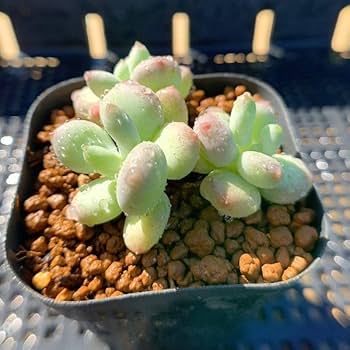 Amazon.co.jp: 農園直売 多肉植物 寄せ植え パキフィツム属