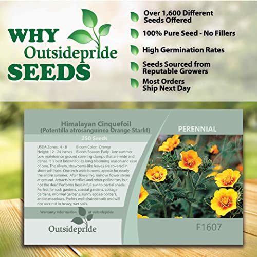Outsidepride Perennial Potentilla Orange Starlit Himalayan Cinquefoil Garden Flower Plant Seeds - 250 Seeds #TOP1