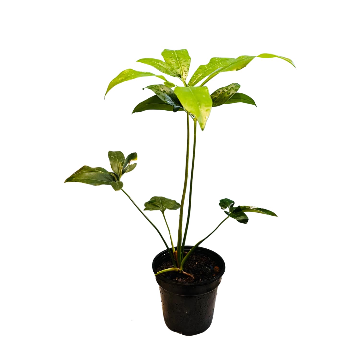 Hug A Plant | Philodendron Goeldi (Thaumatophyllum Spruceanum) - Live Plant In 5 Inch Pot (Home & Garden)-image-49