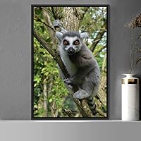 Framed Canvas Wall Art Lemur Animals Expressive Koala Living Room Multicolor Photography Tropical - 16x24 inches