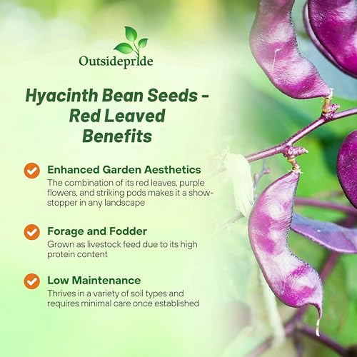 Image of Outsidepride Red Lablab Hyacinth Bean Vine Seeds - 200 Pcs Perennial, Fast Growing Vegetable Seeds for Planting with Fragrant Foliage for Garden & Edible Flower and Pods for Culinary Uses (Pack of 3)