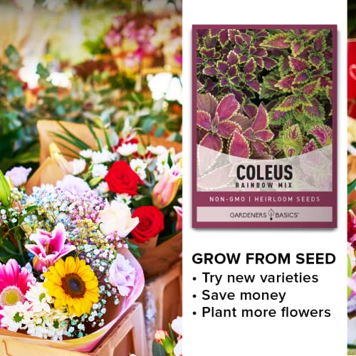 Gardeners Basics Coleus Seeds for Planting (Rainbow Mix) - Heirloom Non-GMO Shade Plants Seeds for Home Gardens, Containers, Hanging Pots, Decorative Borders and More