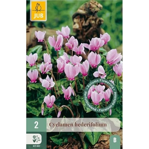 Jub - Bulbe de Cyclamen hederifolium par 2