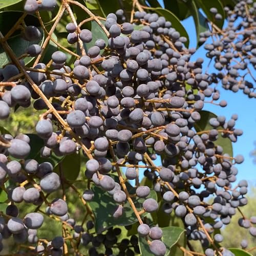 semillas de seto de aligustre perennes resistentes decoración de arbustos de aligustre de jardín perennes resistentes 300pcs