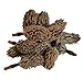 Carolina Milling Company Magnolia Seed Pods, 12 Pack for Bioactive Enclosures, Terrariums, Aquariums, Reptiles, Amphibians, Isopods
